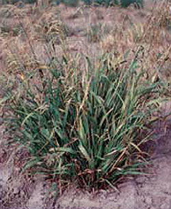 ‘Alyeska’ polargrass (Arctagrostis latifolia)