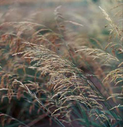 ‘Kenai’ polargrass (also Arctagrostis latifolia)