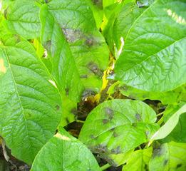 Late blight potato leaf